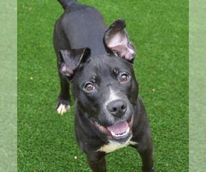 American Pit Bull Terrier-Unknown Mix Dogs for adoption in Murfreesboro, TN, USA