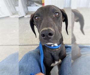 Plott Hound Dogs for adoption in Bakersfield, CA, USA