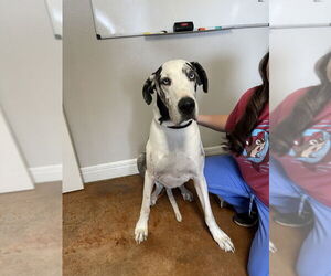 Great Dane Dogs for adoption in Bolivar, MO, USA