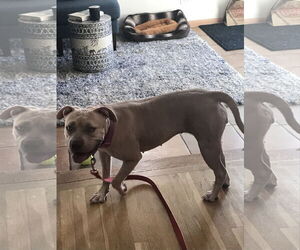 Staffordshire Bull Terrier-Unknown Mix Dogs for adoption in Woodland Hills, CA, USA