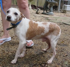 Jack Russell Terrier Dogs for adoption in Lafayette, LA, USA