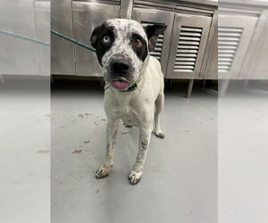 Mutt Dogs for adoption in Waco, TX, USA