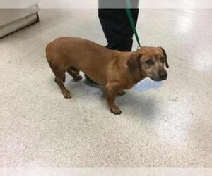 Dachshund Dogs for adoption in Riverside, CA, USA