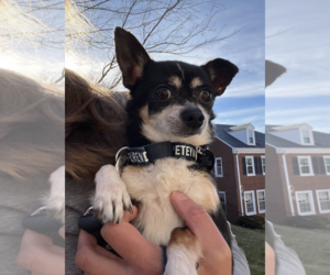 Chihuahua-Unknown Mix Dogs for adoption in Rockville, MD, USA