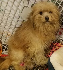 Maltipoo Dogs for adoption in Blaine, MN, USA
