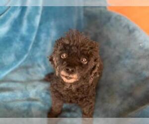 Poodle (Toy) Dogs for adoption in Pacolet, SC, USA