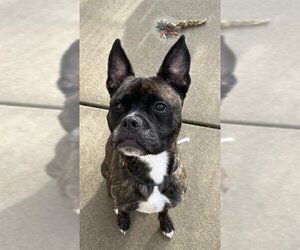 Boston Terrier-Boxer Mix Dogs for adoption in Sacramento, CA, USA
