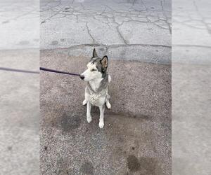 Siberian Husky-Unknown Mix Dogs for adoption in Las Vegas, NV, USA