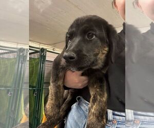 Anatolian Shepherd-Catahoula Leopard Dog Mix Dogs for adoption in Calgary, Alberta, Canada