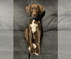 German Shorthaired Pointer Dogs for adoption in LAKE ST LOUIS, MO, USA