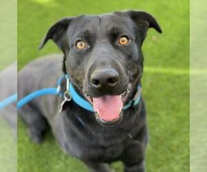 Labrador Retriever-Unknown Mix Dogs for adoption in San Diego, CA, USA