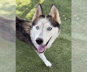 Siberian Husky Dogs for adoption in Newton, NC, USA
