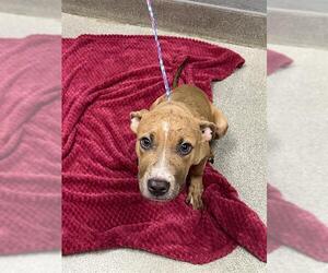 Mutt Dogs for adoption in Las Vegas, NV, USA