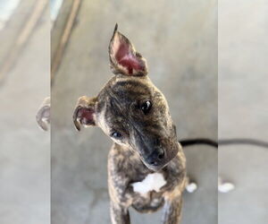 Mutt Dogs for adoption in Hilton Head, SC, USA