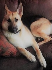 German Shepherd Dog Dogs for adoption in Newtown Square, PA, USA