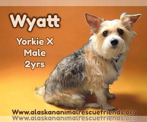 Mutt Dogs for adoption in Anchorage, AK, USA