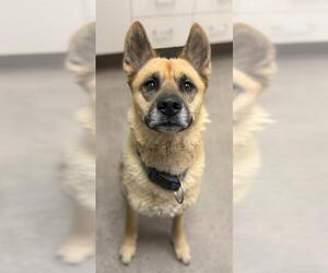 Australian Kelpie-Unknown Mix Dogs for adoption in HESPERIA, CA, USA