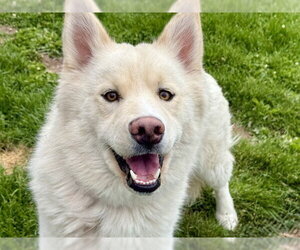Siberian Husky Dogs for adoption in Pueblo, CO, USA