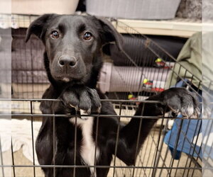 Labrador Retriever-Unknown Mix Dogs for adoption in House Springs, MO, USA