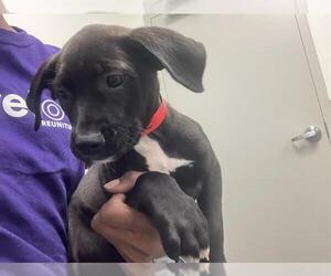 Labrador Retriever-Unknown Mix Dogs for adoption in Rosenberg, TX, USA