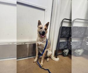 Australian Shepherd-Unknown Mix Dogs for adoption in Norco, CA, USA