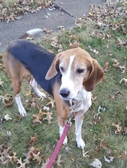 Treeing Walker Coonhound Dogs for adoption in Pottstown, PA, USA