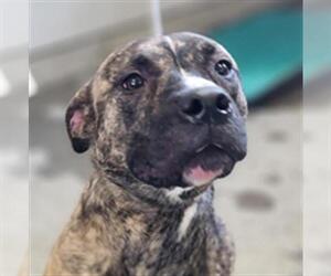 American Pit Bull Terrier Dogs for adoption in Camarillo, CA, USA