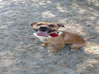 Medium Photo #1 Boxer-Unknown Mix Puppy For Sale in Green Cove Springs, FL, USA