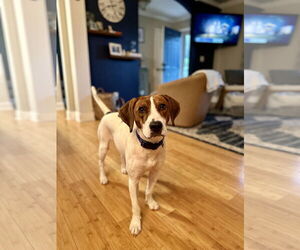 Treeing Walker Coonhound Dogs for adoption in Greenville, SC, USA
