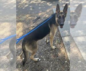 German Shepherd Dog Dogs for adoption in Placerville, CA, USA
