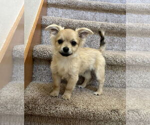 Chiranian Dogs for adoption in Bellevue, WA, USA