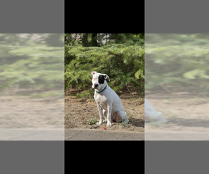 Bulldog-Staffordshire Bull Terrier Mix Dogs for adoption in Chandler, AZ, USA