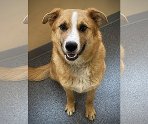 Mutt Dogs for adoption in Low Moor, VA, USA