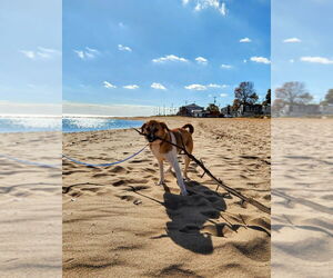 Labrador Retriever-Unknown Mix Dogs for adoption in Brewster, NY, USA