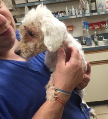Maltipoo Dogs for adoption in Baltimore, MD, USA