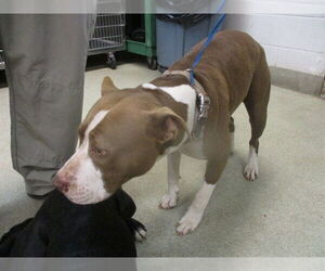 American Pit Bull Terrier-Unknown Mix Dogs for adoption in Oklahoma City, OK, USA
