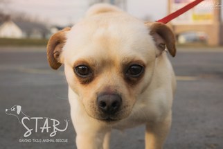 Medium Photo #1 Chug Puppy For Sale in Northville, MI, USA