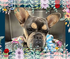 French Bulldog Dogs for adoption in Ojai, CA, USA