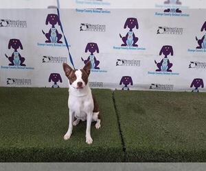 Boston Huahua Dogs for adoption in Orlando, FL, USA