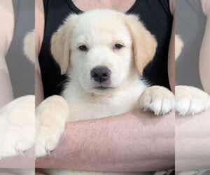 Golden Retriever-Huskies  Mix Dogs for adoption in Corona, CA, USA