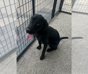 Labrador Retriever-Unknown Mix Dogs for adoption in Evansville, IN, USA