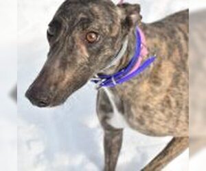 Greyhound Dogs for adoption in Grandville, MI, USA