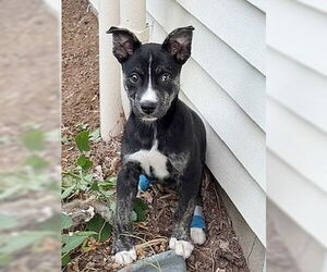 Rat Terrier-Unknown Mix Dogs for adoption in Genesee, WI, USA