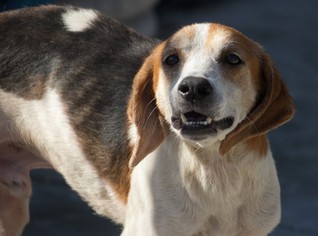 Treeing Walker Coonhound Dogs for adoption in Oxford, NC, USA