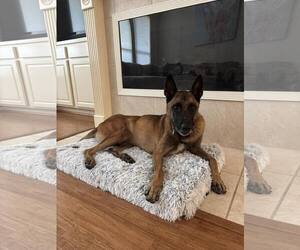 Mutt Dogs for adoption in Stevens Point, WI, USA