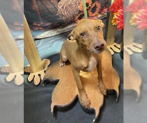 American Pit Bull Terrier-Unknown Mix Dogs for adoption in Globe, AZ, USA