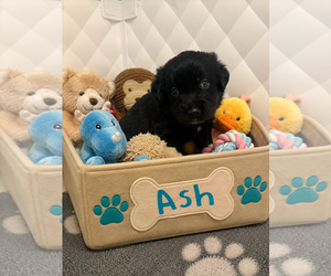Aussiedor Dogs for adoption in Euless, TX, USA
