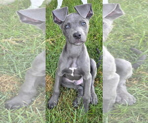 American Pit Bull Terrier-Unknown Mix Dogs for adoption in Sandy, UT, USA
