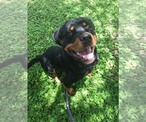 Rottweiler Dogs for adoption in Tampa, FL, USA