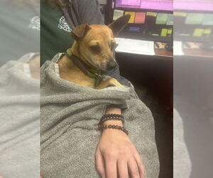 Chihuahua Dogs for adoption in Pasadena, TX, USA